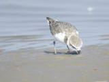 snowy plover BRD5878.JPG