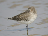 dunlin BRD5960.JPG