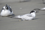 common tern BRD6111.JPG