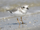 piping plover BRD6054.JPG