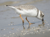 piping plover BRD6065.JPG