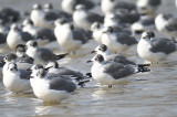 franklins gull BRD5931.JPG