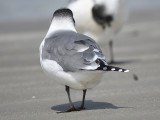 franklin's gull BRD6085.JPG