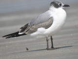 franklins gull BRD6100.JPG