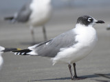 franklin's gull BRD6108.JPG