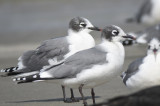 franklin's gull BRD6117.JPG