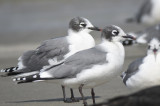 franklins gull BRD6117.JPG