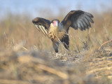 crested caracara BRD6163.JPG