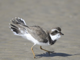 semipalmated plover BRD6223.JPG