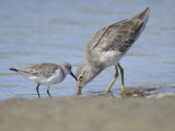 short-billed dowitcher BRD6241.JPG