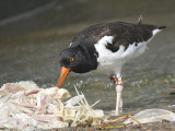 american oystercatcher BRD6296.JPG