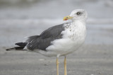 lesser black-backed gull BRD6263.JPG