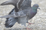 rock pigeon BRD6280.JPG