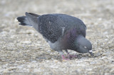 rock pigeon BRD6289.JPG