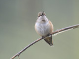 rufous hummingbird BRD6350.JPG