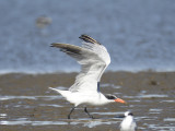 caspian tern BRD6877.JPG