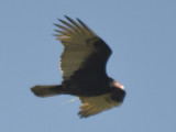 turkey vulture BRD6559.JPG