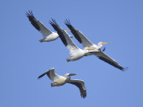 white pelican BRD6496.JPG