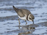 semipalmated plover BRD7004.JPG