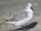 sanderling BRD7185.JPG