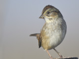 swamp sparrow BRD7744.JPG