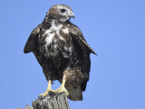 red-tailed hawk harlans BRD8403.JPG