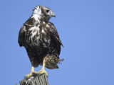 red-tailed hawk harlans BRD8410.JPG