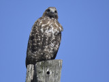red-tailed hawk harlans BRD8703.JPG