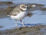 wilsons plover BRD8880 01.JPG