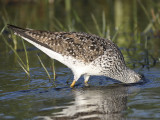 lesser yellowlegs BRD9004.JPG