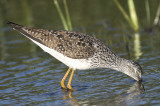 lesser yellowlegs BRD9024.JPG