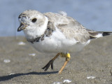 piping plover band BRD9157.JPG