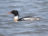 red-breasted merganser BRD9329.JPG