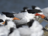 royal tern BRD9484.JPG