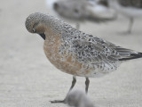 red knot BRD0101.JPG