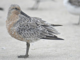 red knot BRD0104.JPG