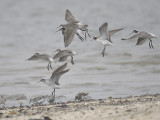 wilsons phalarope BRD0030.JPG