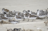 sanderling BRD0367.JPG