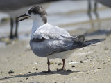 common tern BRD0989.JPG