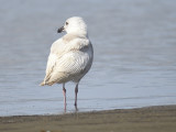 glaucous gull BRD0926.JPG