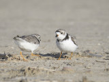 piping plover BRD1128.JPG