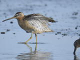 short-billed dowitcher BRD1198.JPG