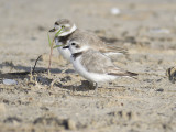 snowy plover BRD1129.JPG