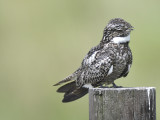 common nighthawk BRD1449.JPG