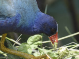 purple gallinule BRD1439.JPG