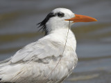 royal tern BRD1406.JPG
