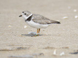 piping plover band BRD1737.JPG