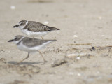 wilsons plover BRD1719.JPG