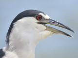 black-crowned night heron BRD1943.JPG