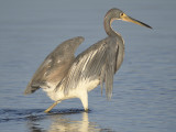 tricolored heron BRD1816.JPG